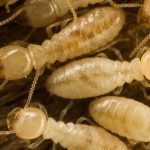 C1-diag-Diagnostic-termites
